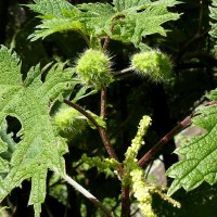 Girardinia diversifolia (Link) Friis